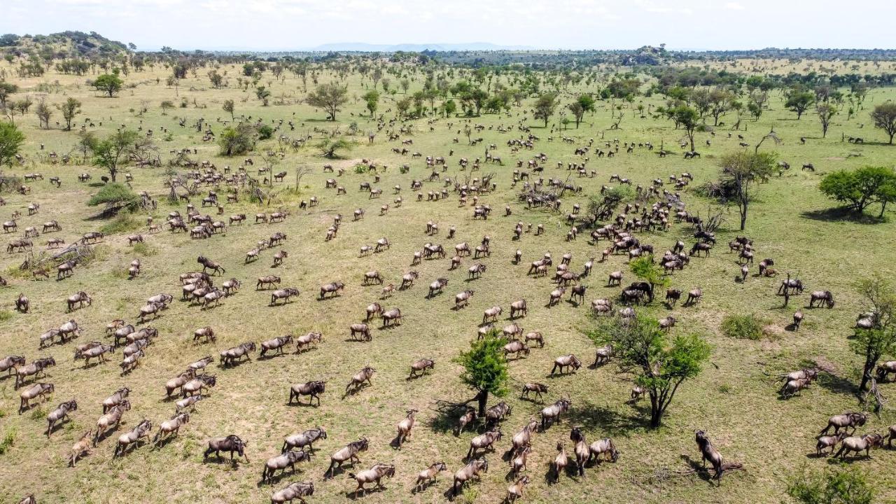 Africa Safari Serengeti Ikoma מראה חיצוני תמונה